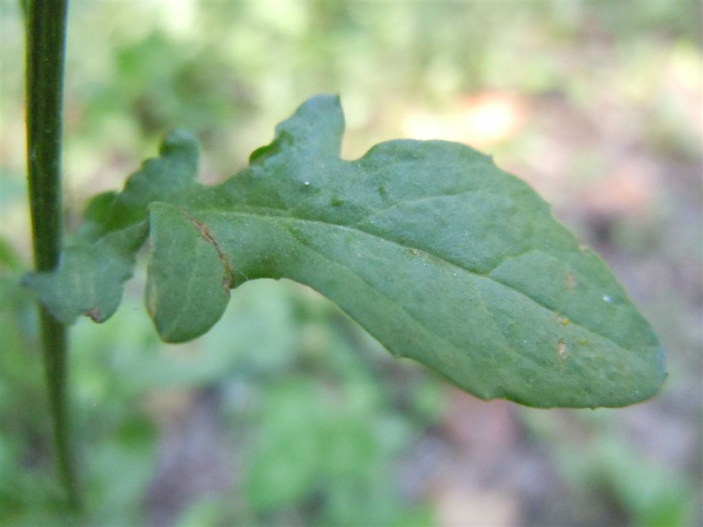 Asteracea - Senecio gr. jacobaea